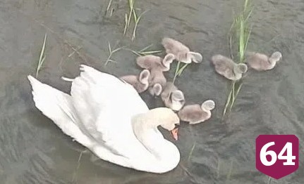 Пара лебедей вывела 8 птенцов на реке в Саратовской области 